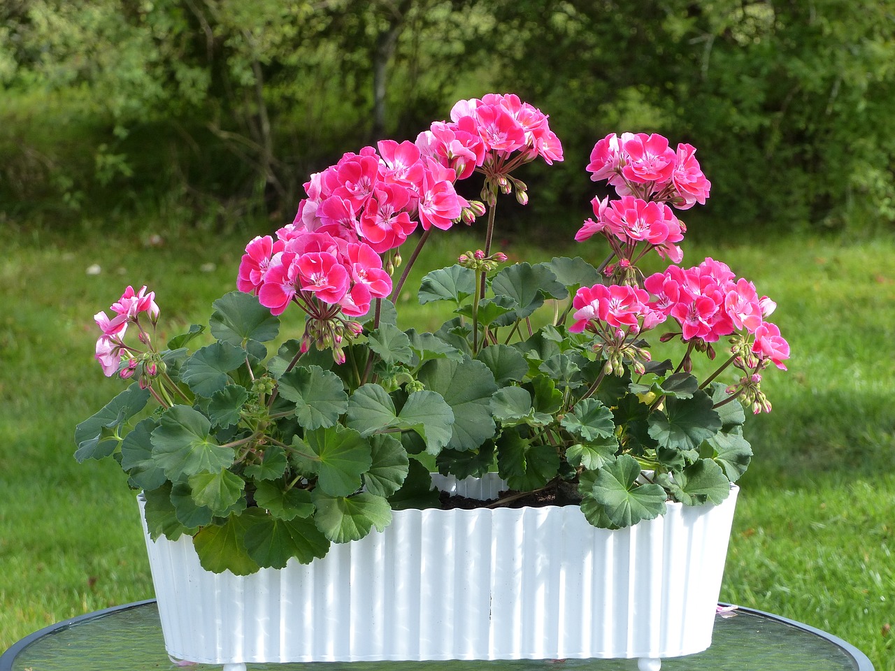 Image - geranium flowers pot leaf grass