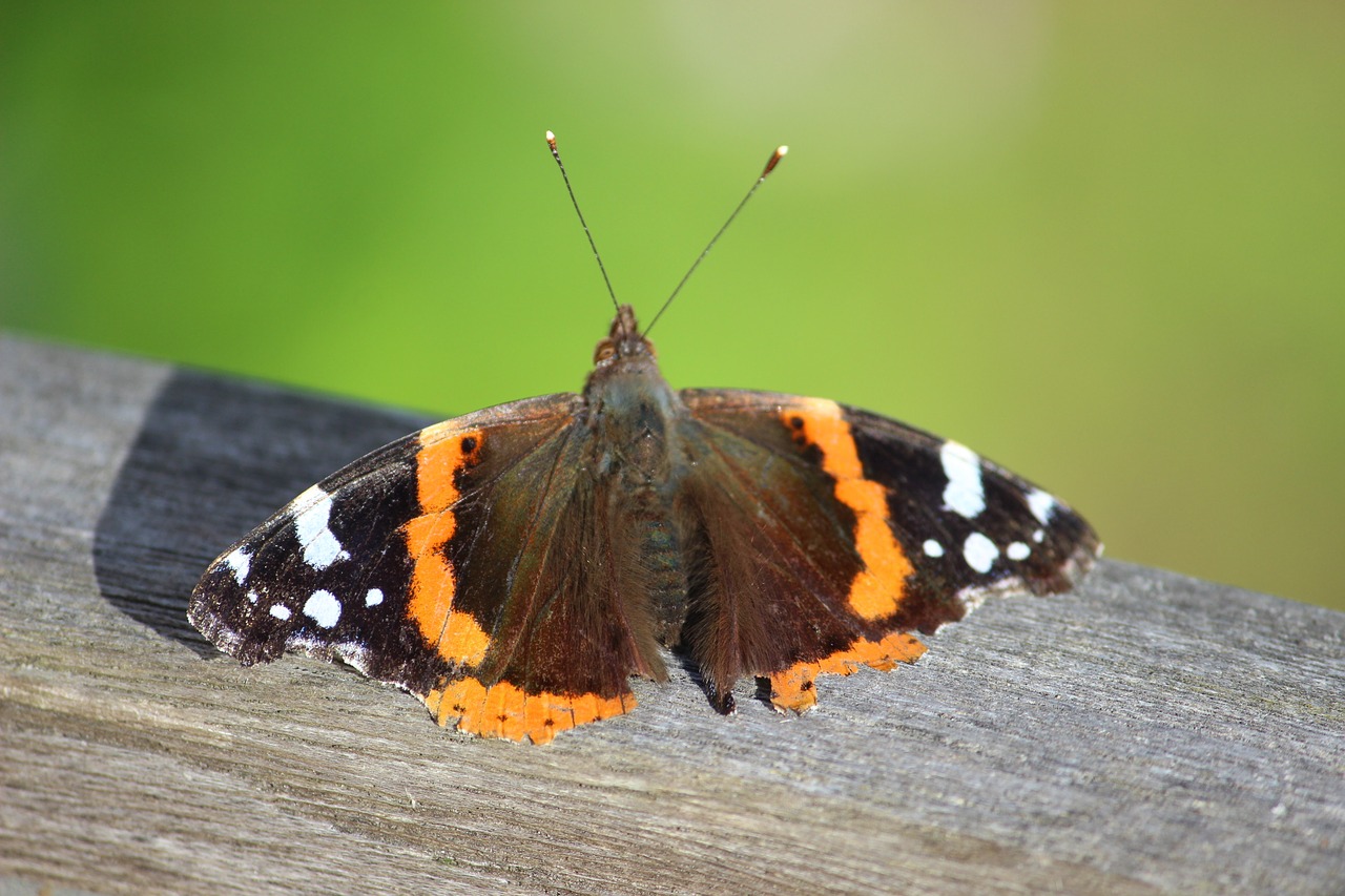 Image - butterfly sun flight insect