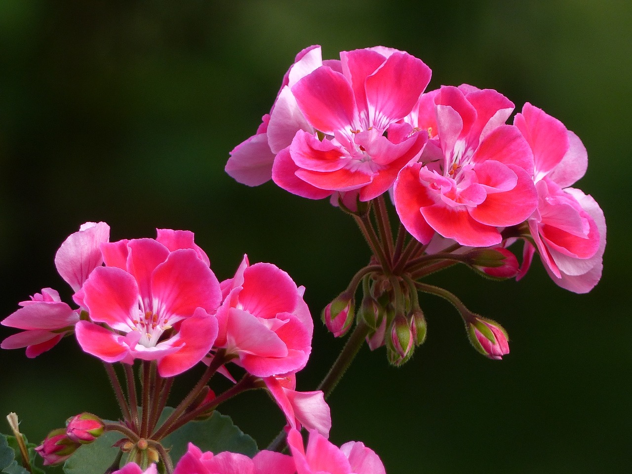 Image - geranium flowers color autumn