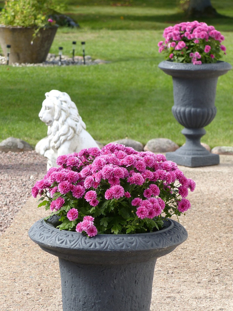 Image - garden pots flowers lion figure