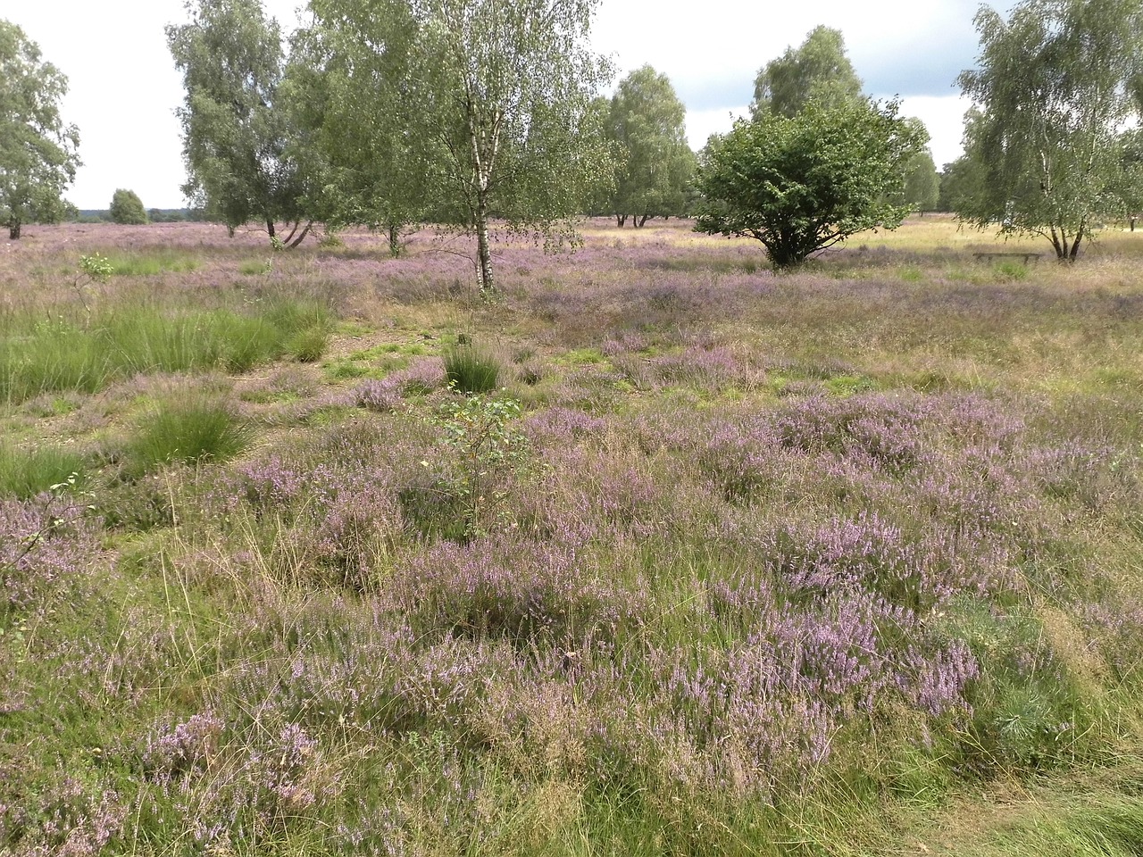 Image - heather lüneburg heath heathland