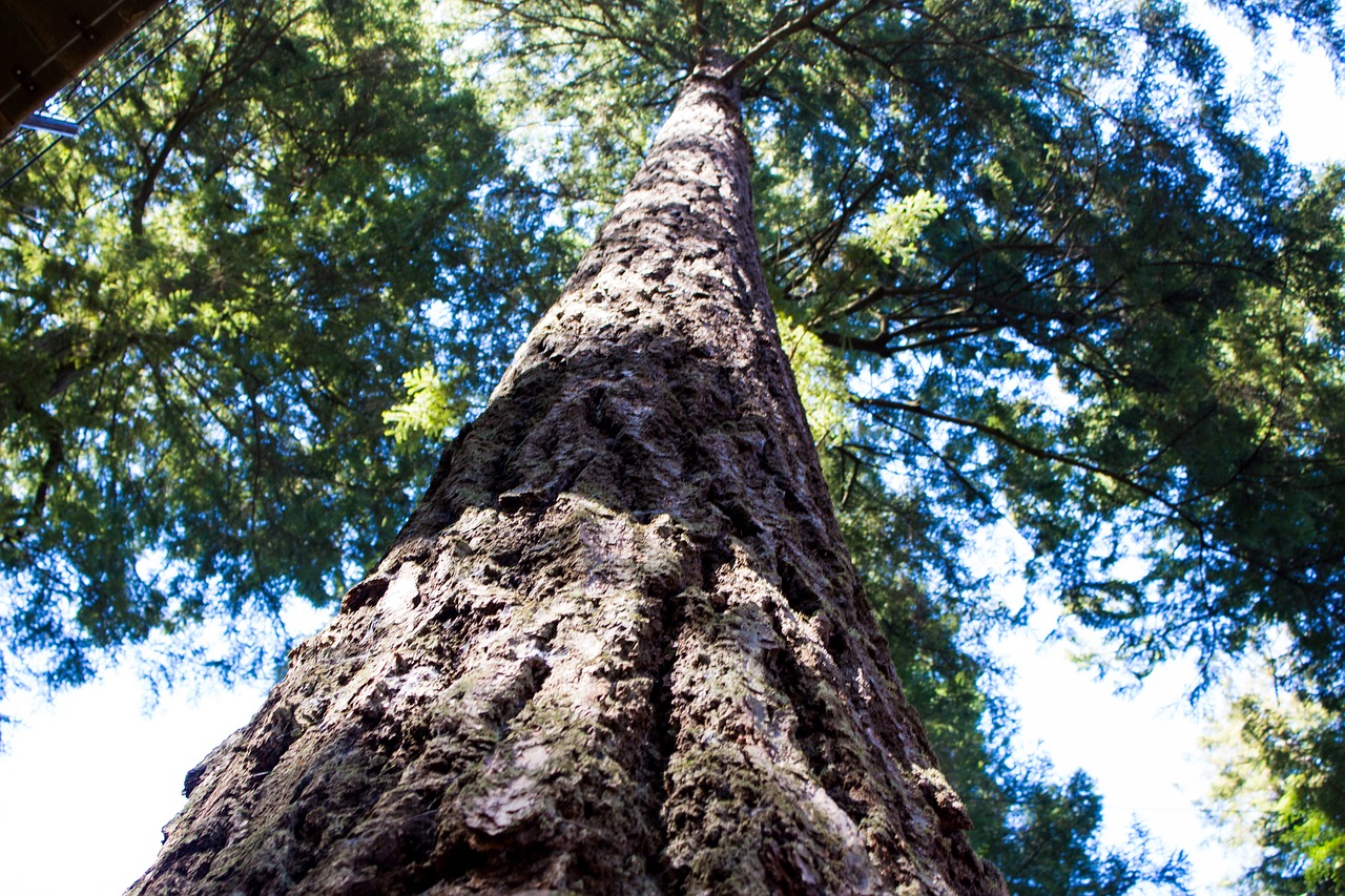 Image - tree view up foliage nature trunk