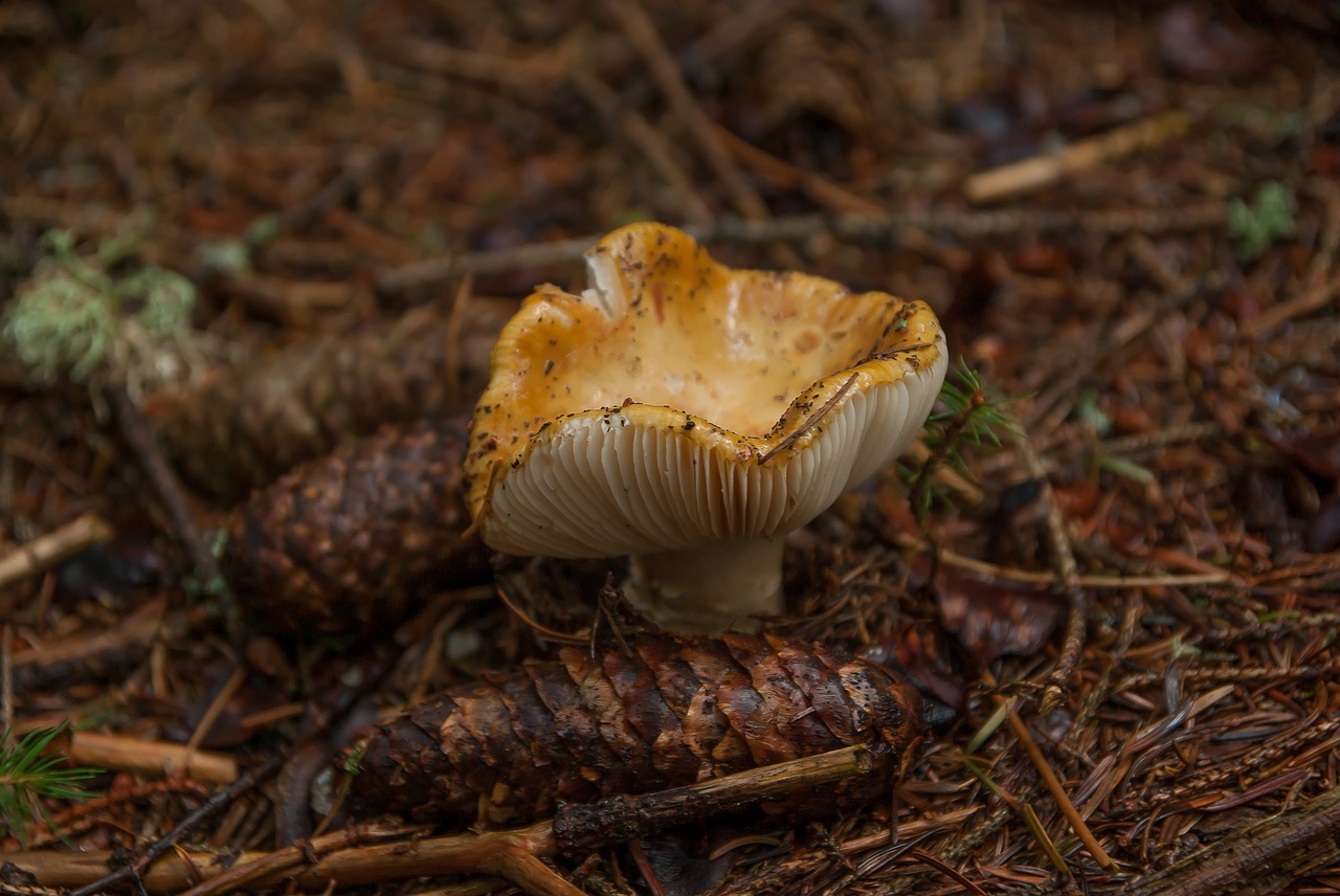 Image - fungus forest fall pine apple