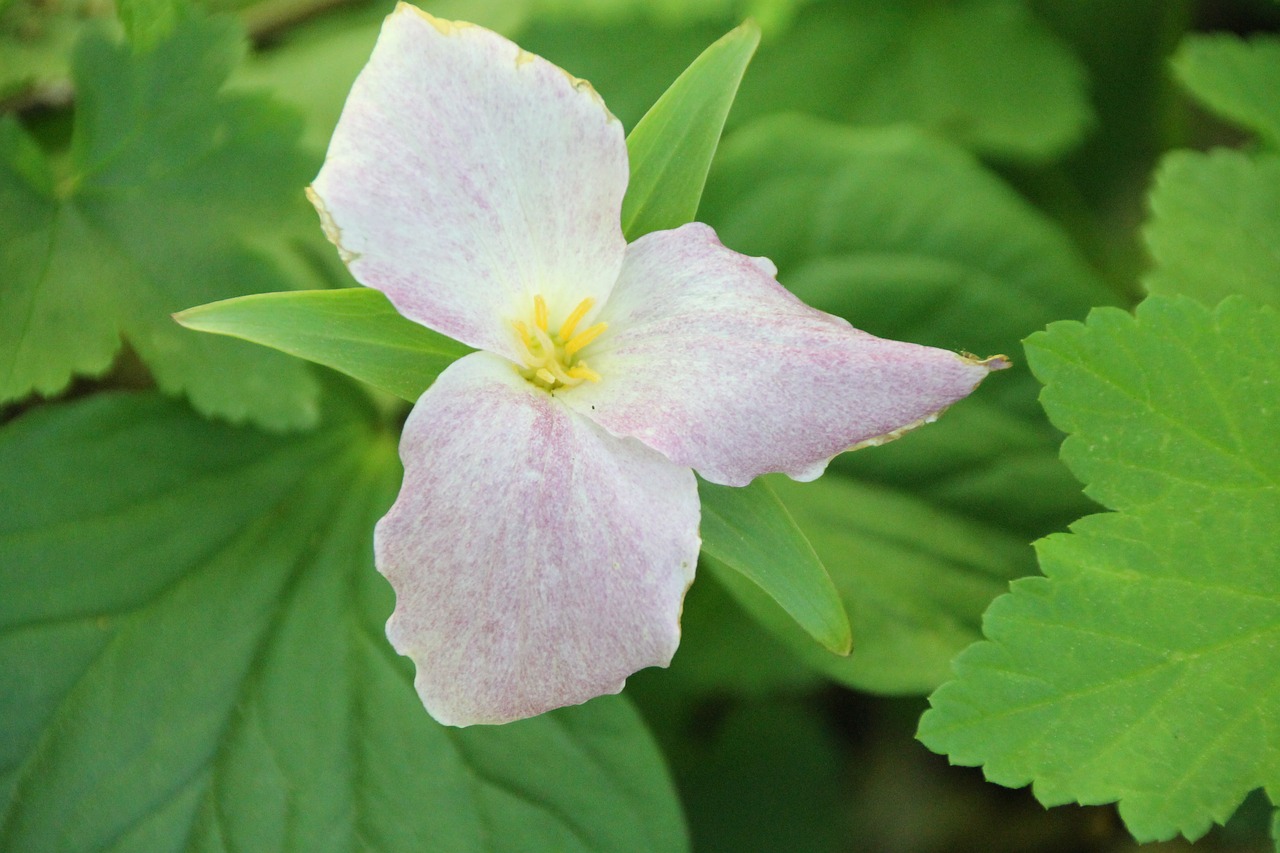 Image - trillium flower nature white plant