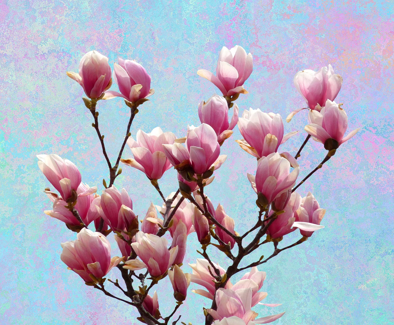 Image - magnolia spring nature blossom