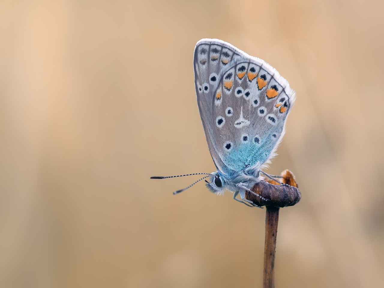 Image - butterfly common blue butterflies