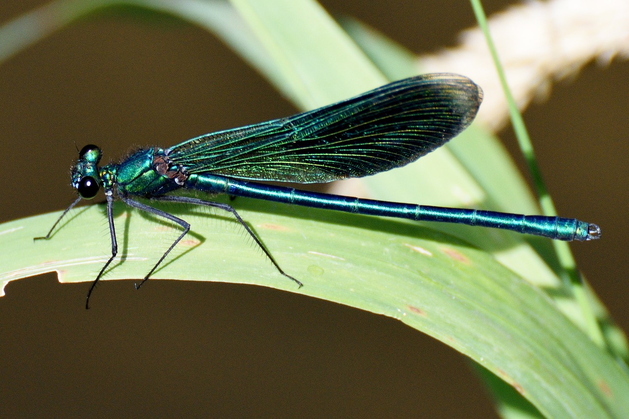 Image - dragonfly insect macro