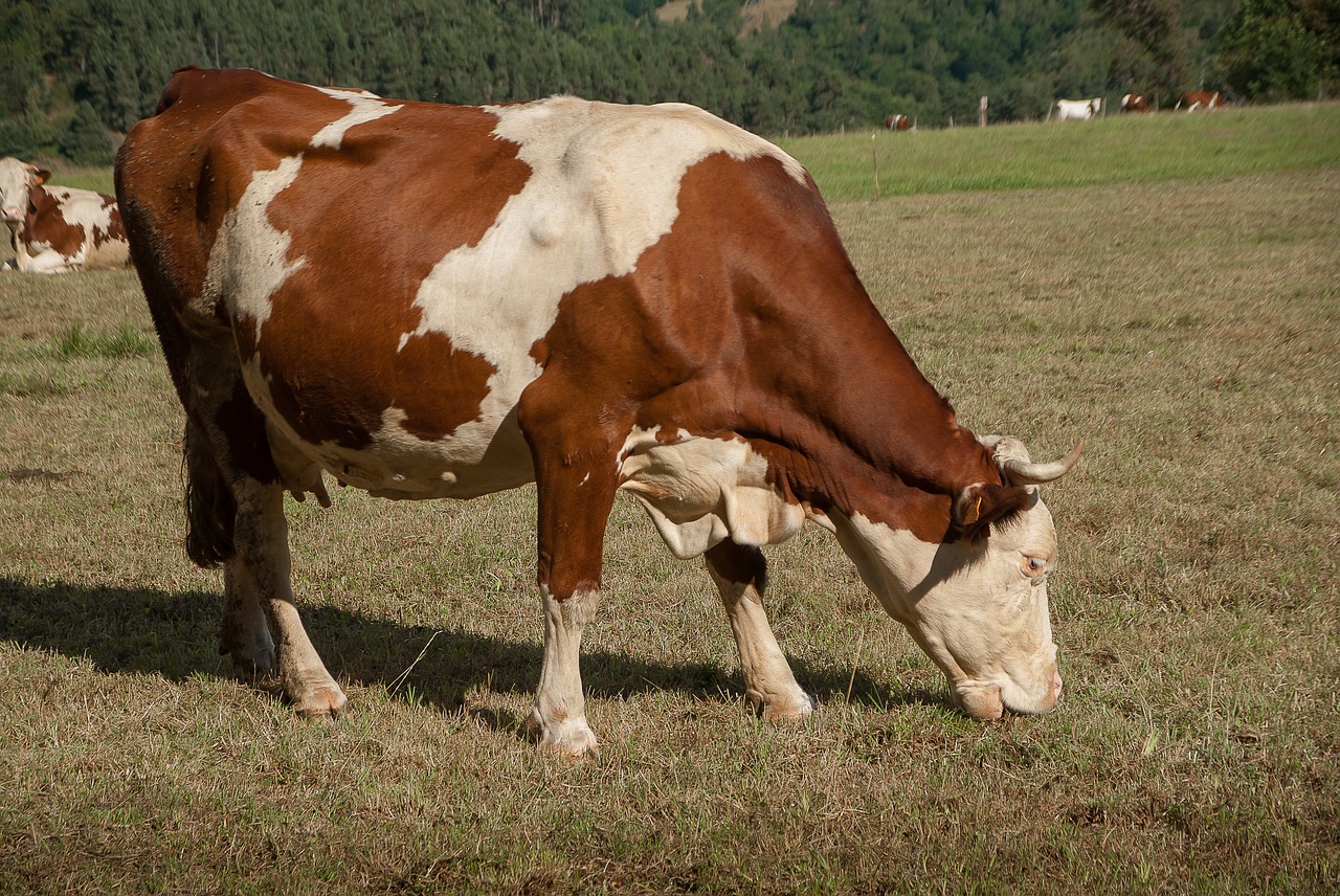 Image - cow pasture ruminant aubrac cattle