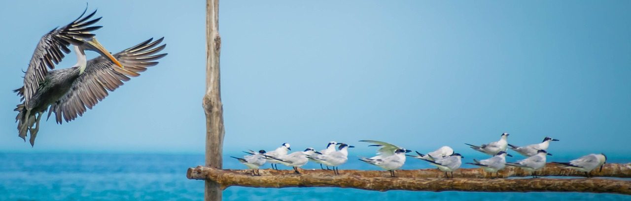 Image - holbox pelican bird