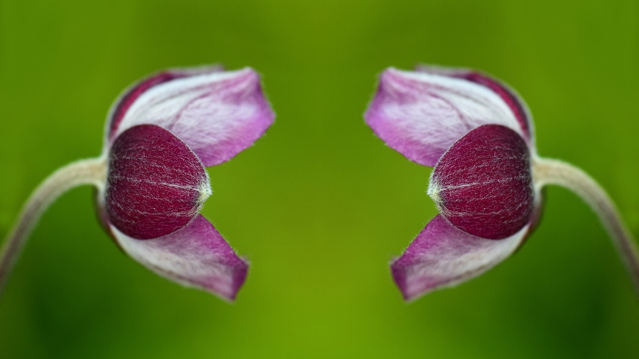 Image - anemone blossom bloom flower