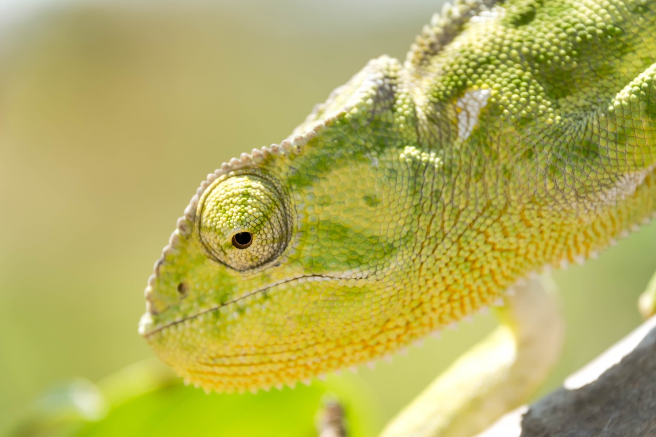 Image - reptile chameleon calango animal