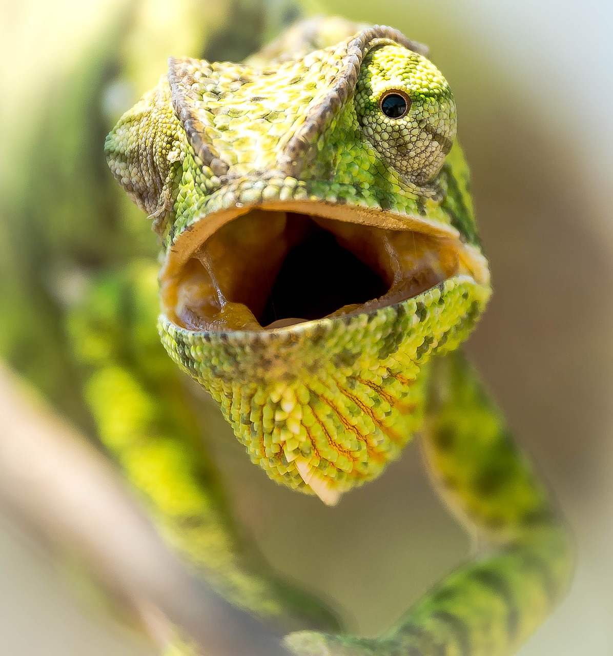 Image - reptile chameleon calango animal