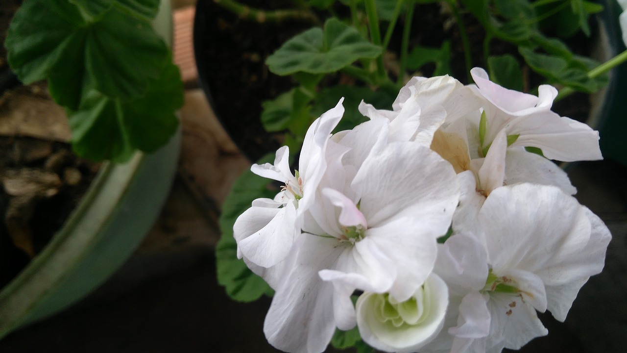 Image - white flower nature yard