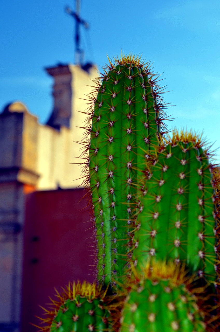 Image - fat plants church cactus