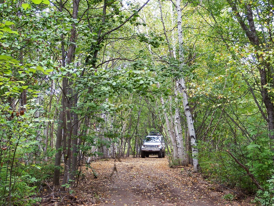 Image - forest autumn road greens leaves