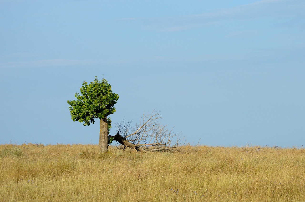 Image - tree loneliness revival restoration