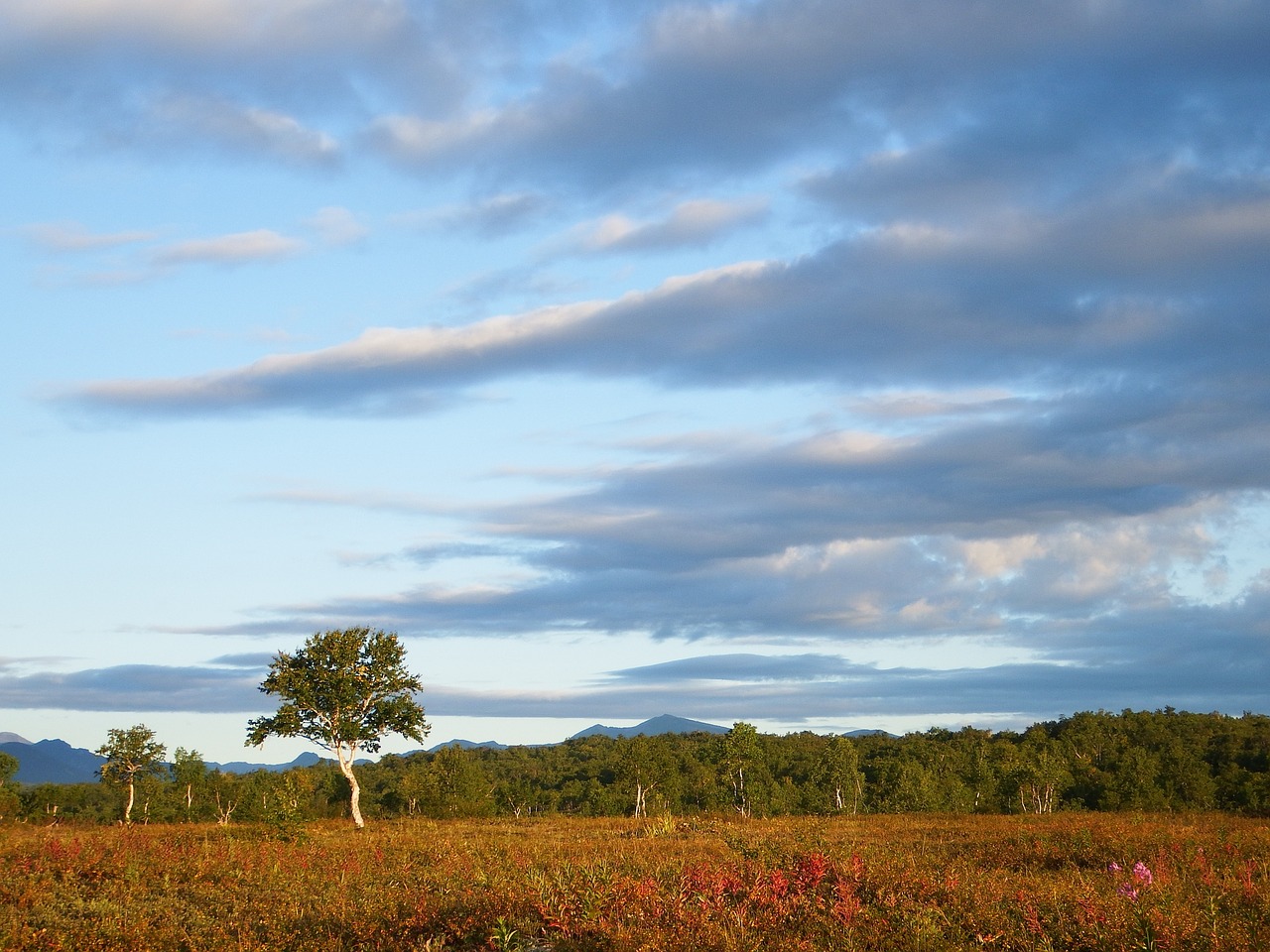 Image - tundra autumn birch the bushes