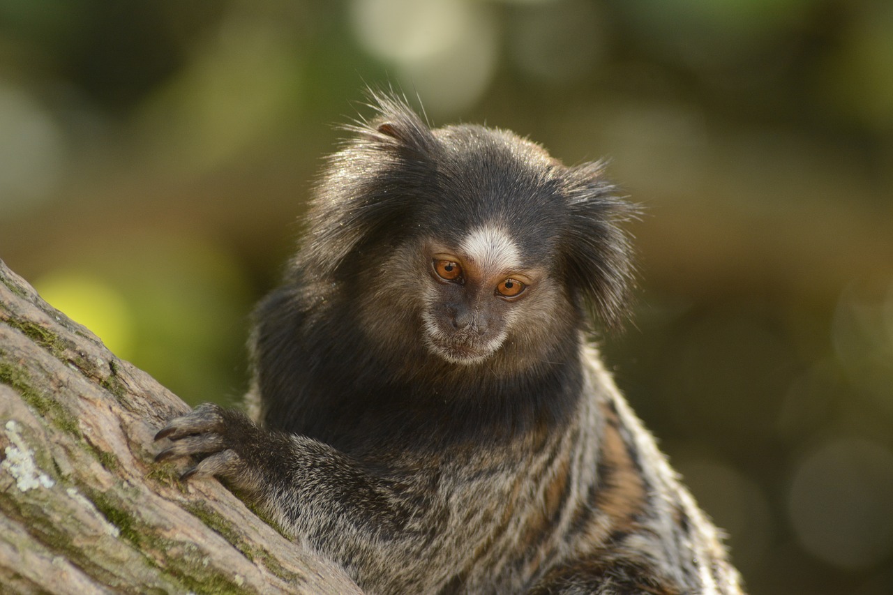 Image - monkey nature forest mico marmoset