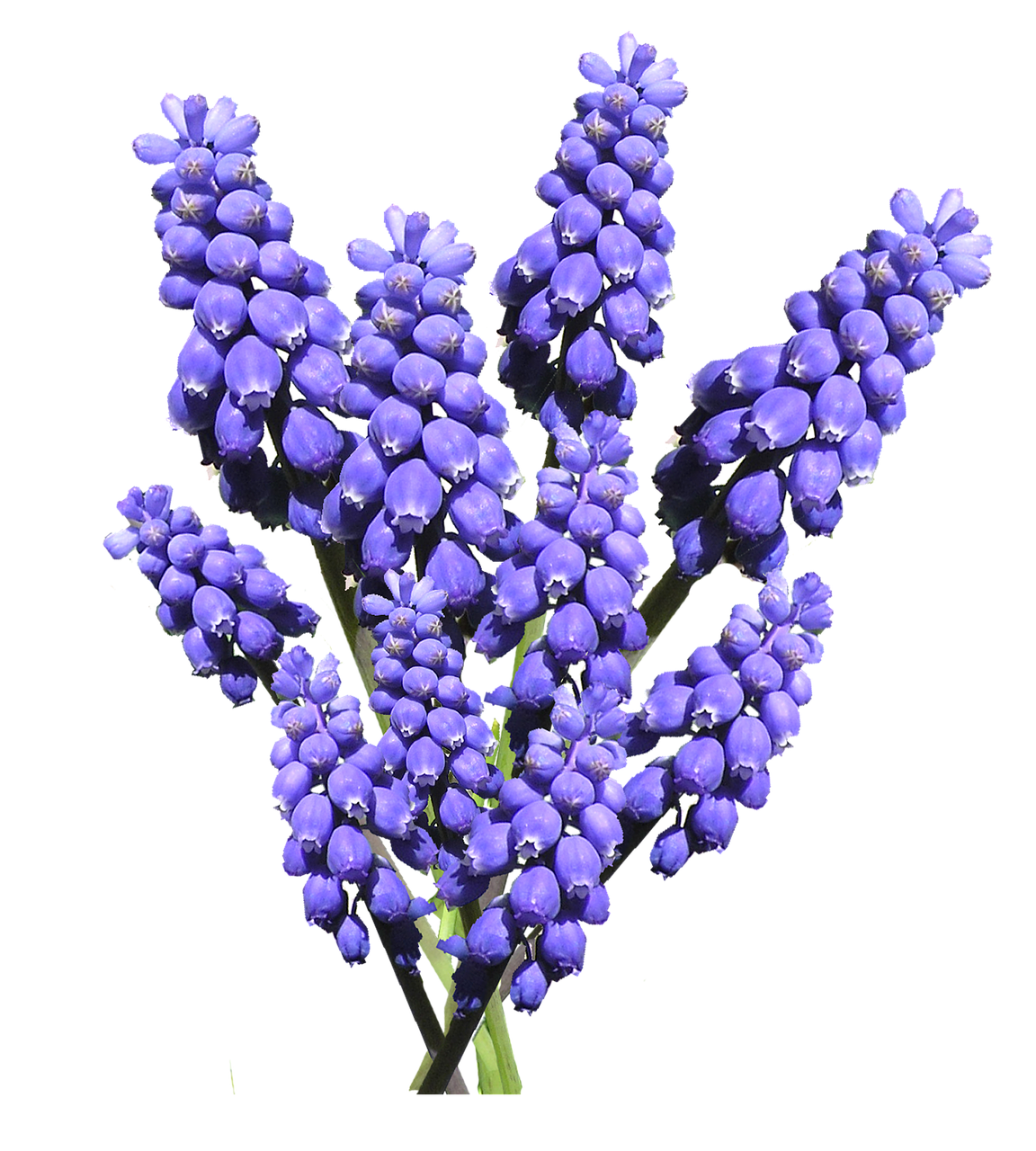 Image - hyacinth blue bulb