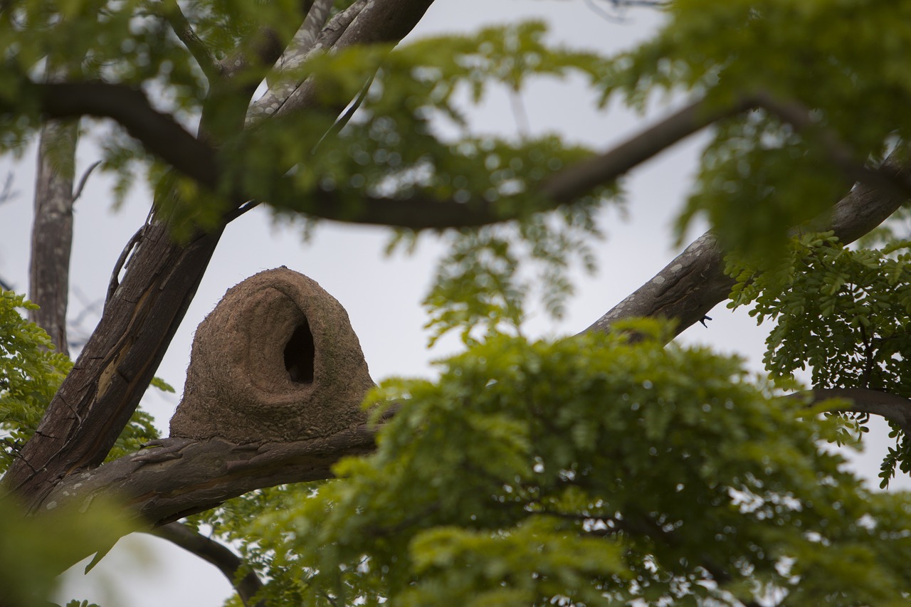 Image - bird john clay tropical bird