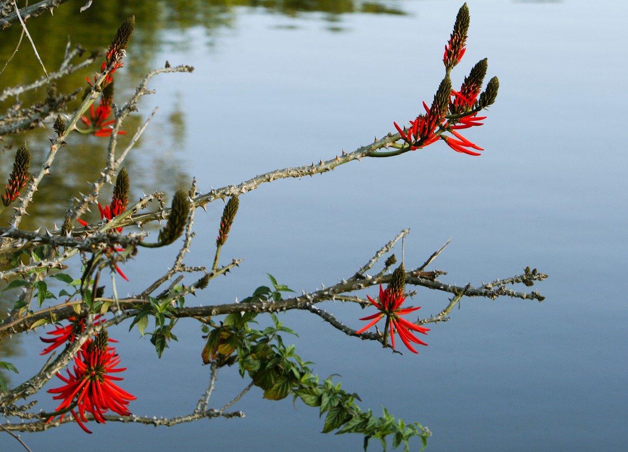 Image - rio flower nature