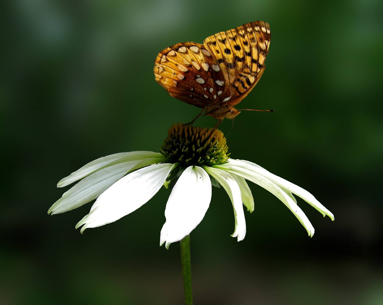 Image - daisy butterfly flower insect