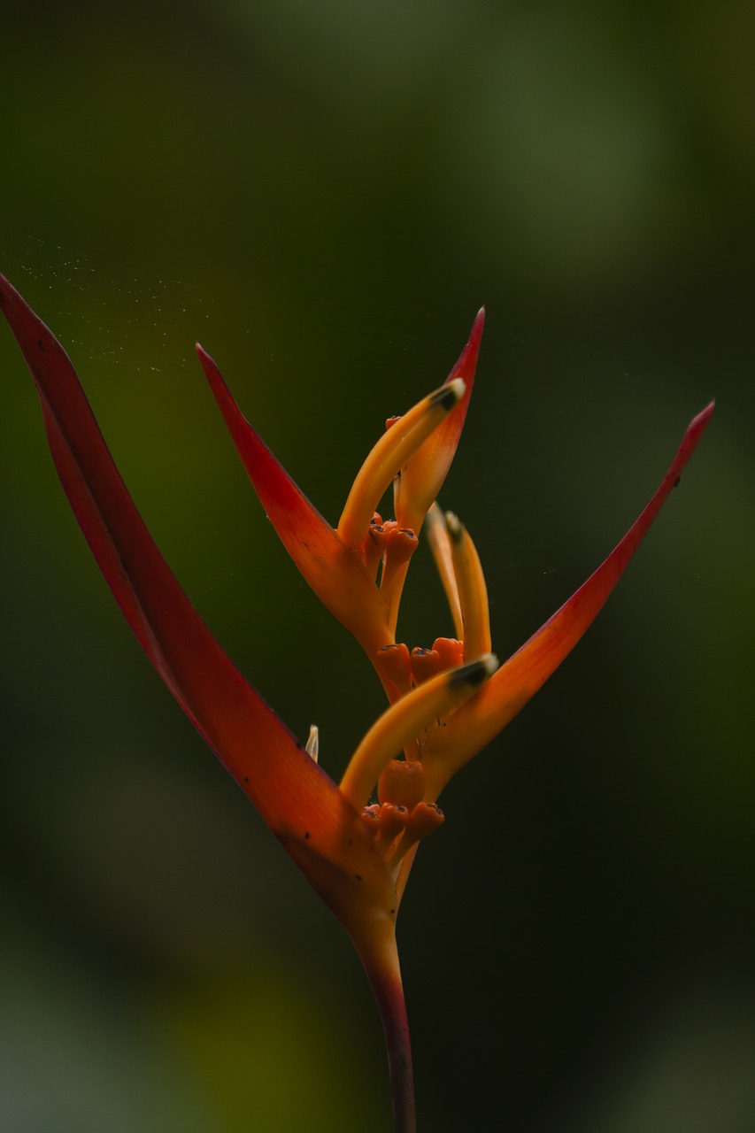 Image - flower bromeliad nature plant