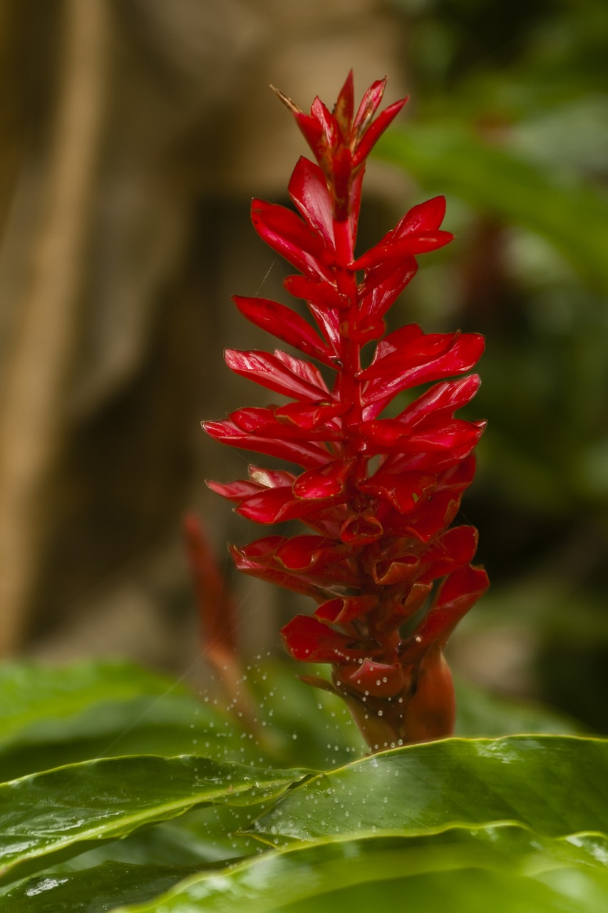 Image - flower bromeliad spring botany