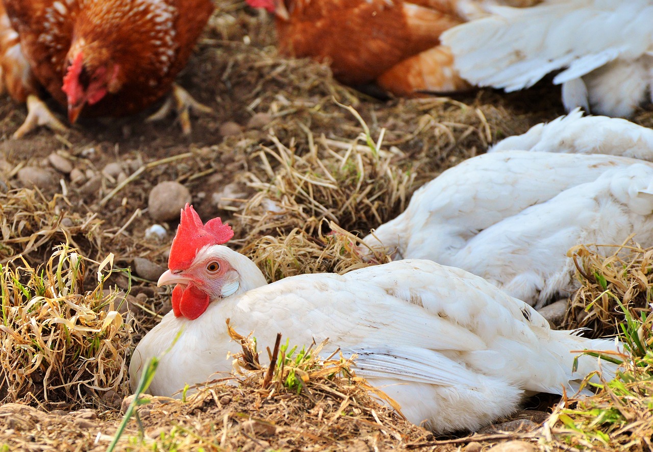 Image - chicken hen poultry pinnate