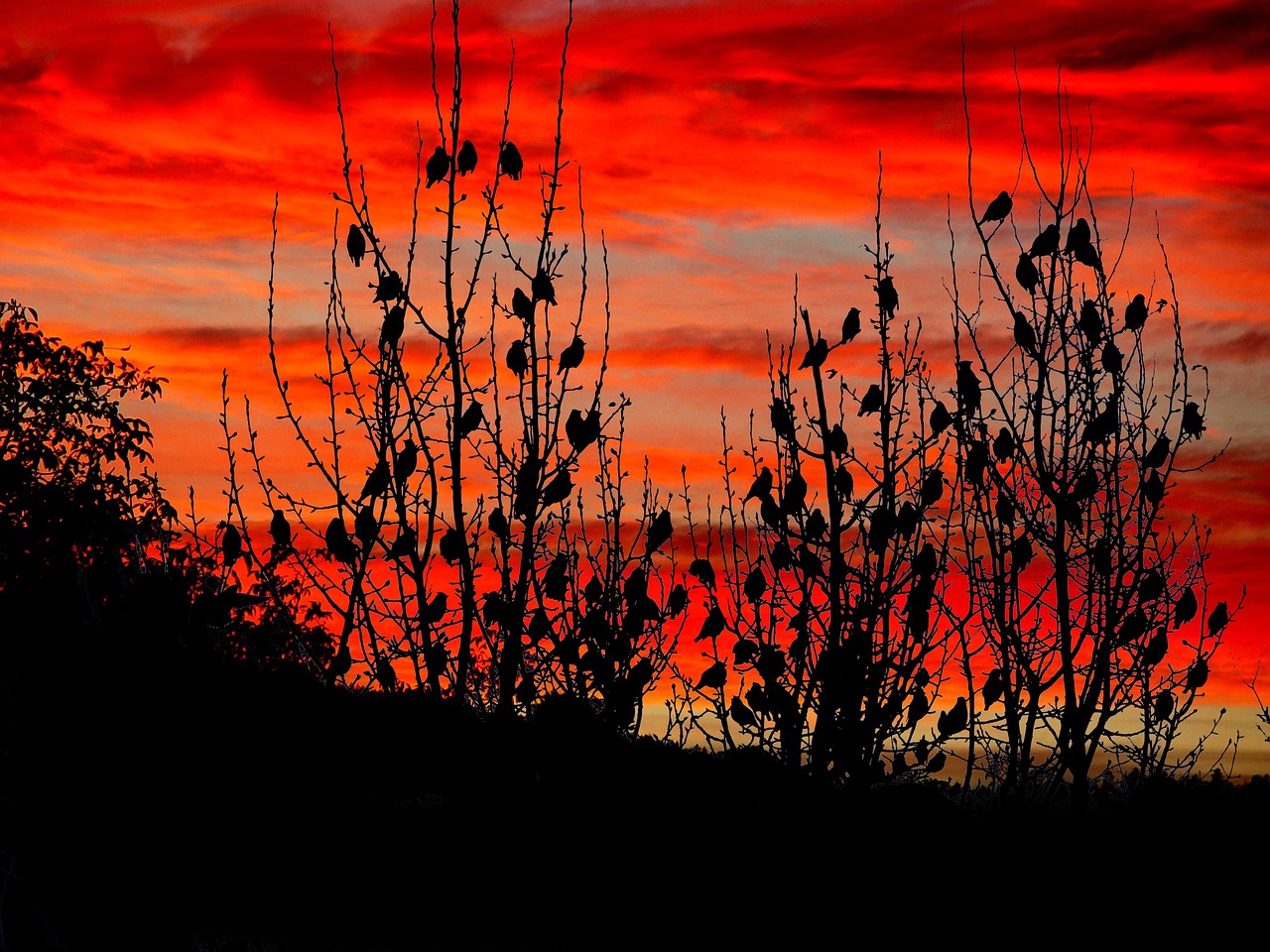 Image - sunset red sky birds silhouette