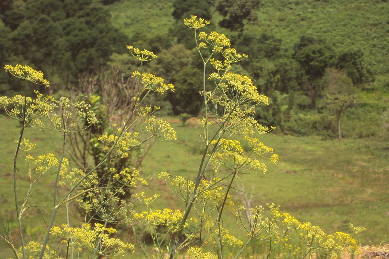 Image - nature plant fennel flower garden