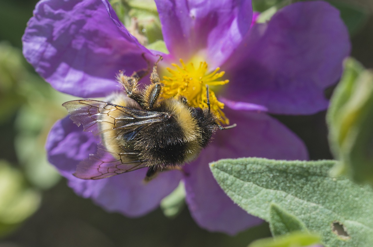 Image - fauna campestre bee