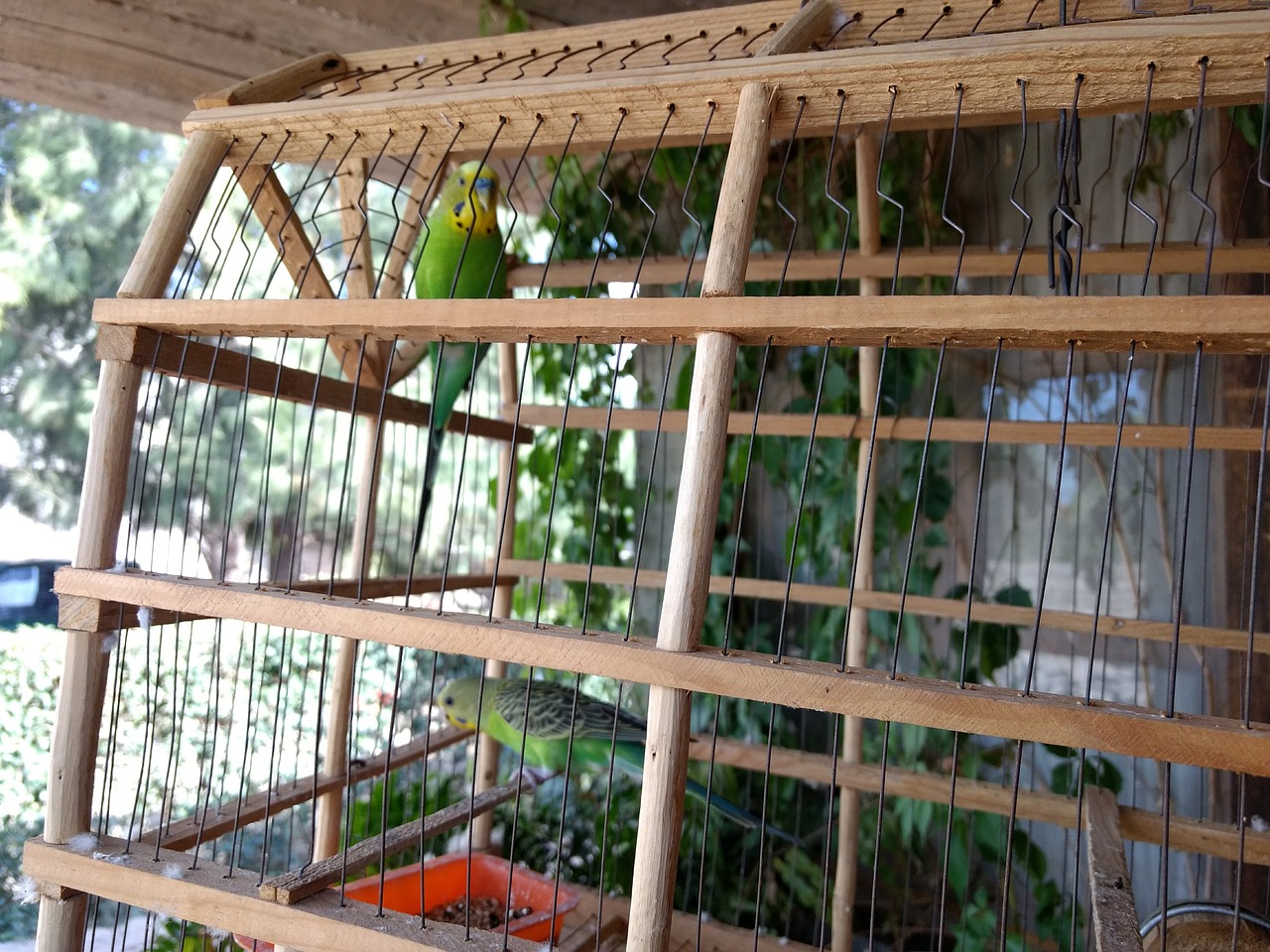 Image - birds canaries cage ave