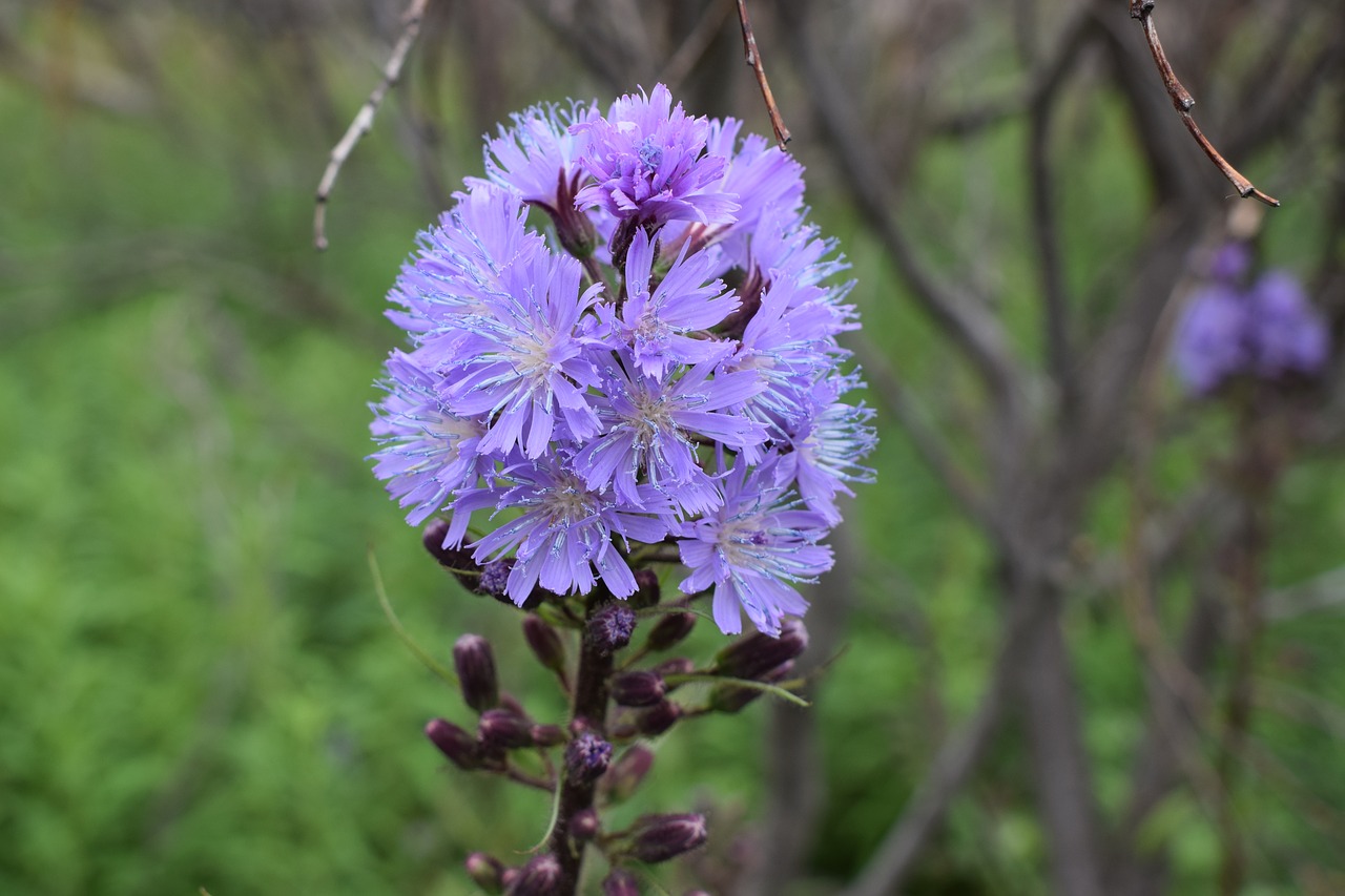 Image - peninsula kola northern flowers