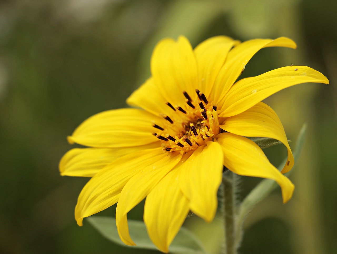 Image - sun flower helianthus