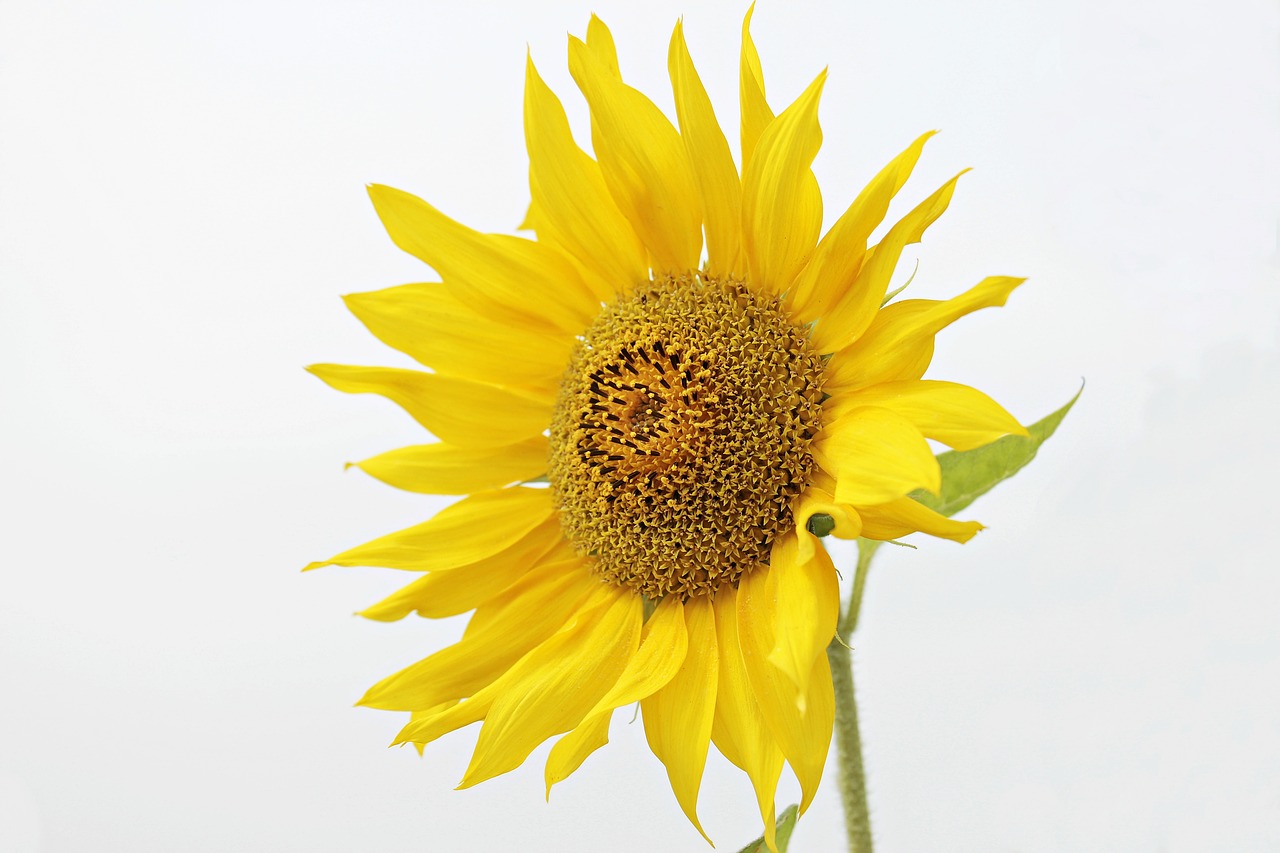 Image - sun flower helianthus flower