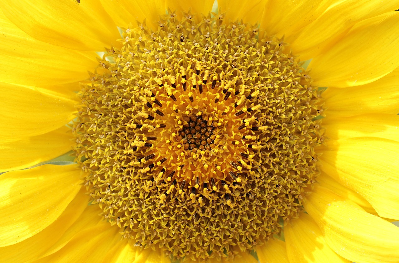 Image - sun flower helianthus flower