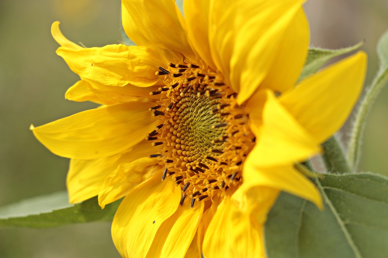 Image - sun flower helianthus