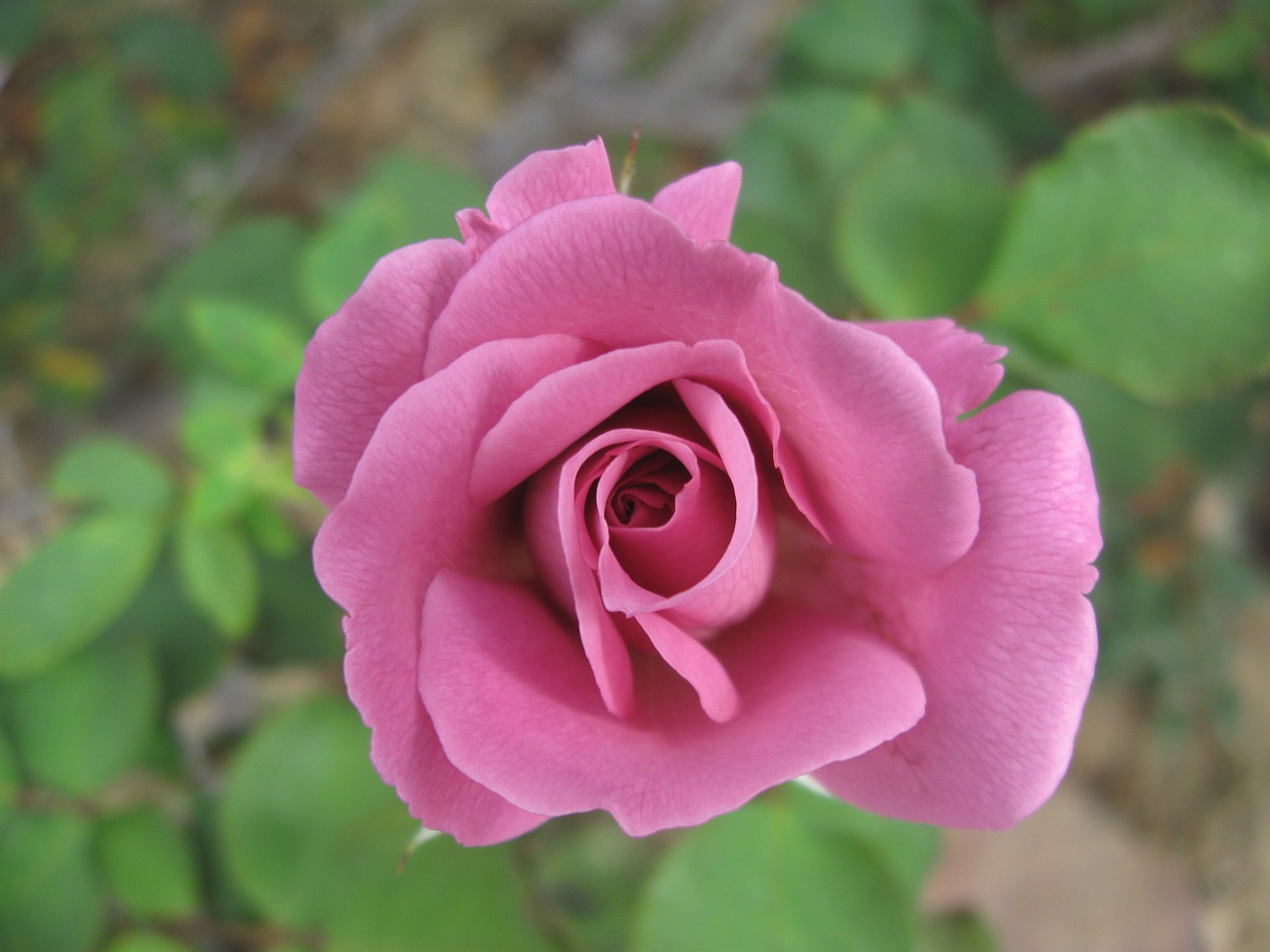 Image - heirloom rose garden purple