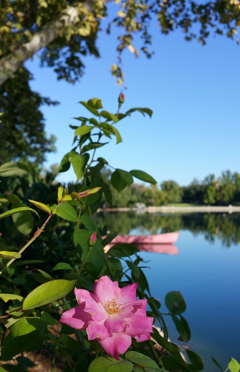 Image - lake canoe flower