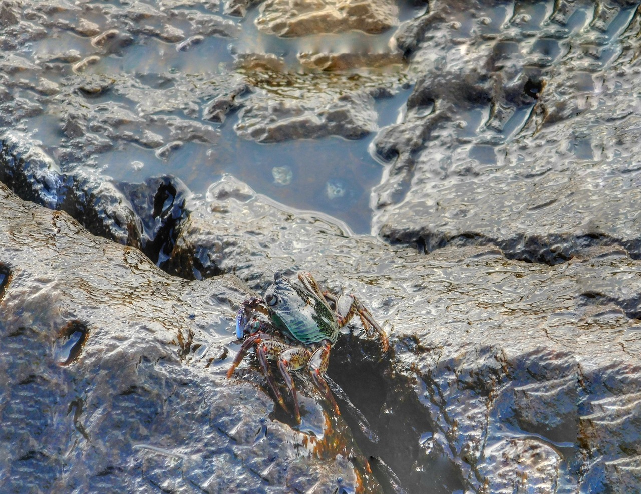 Image - water animal stone water beach