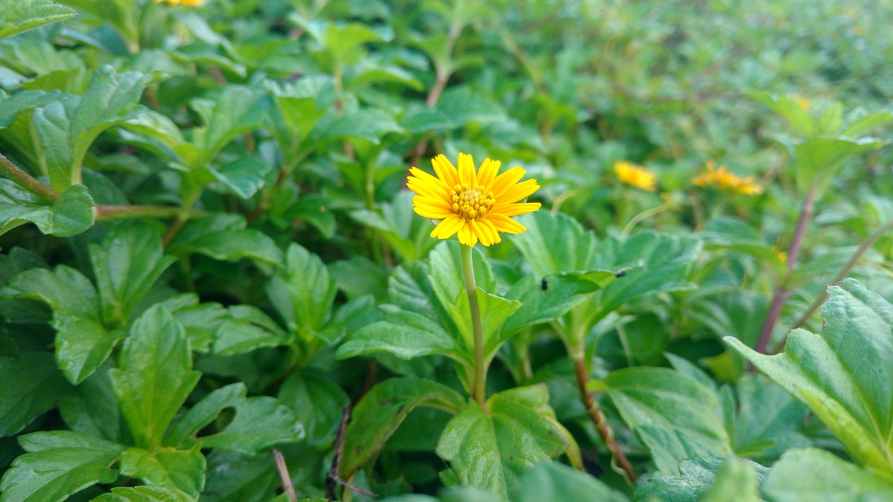 Image - flower beach leafs green