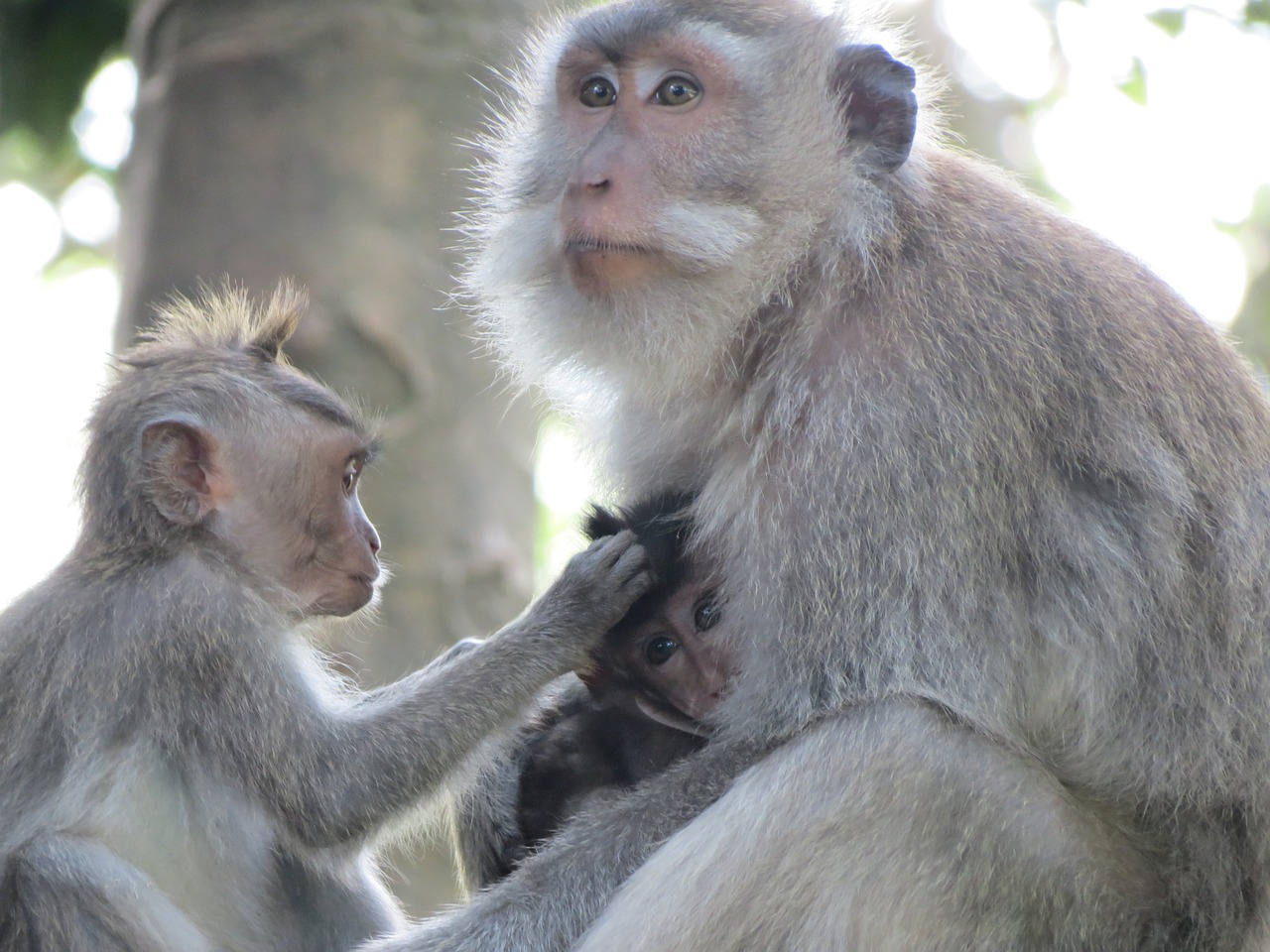 Image - monkey indonesia bali macaques