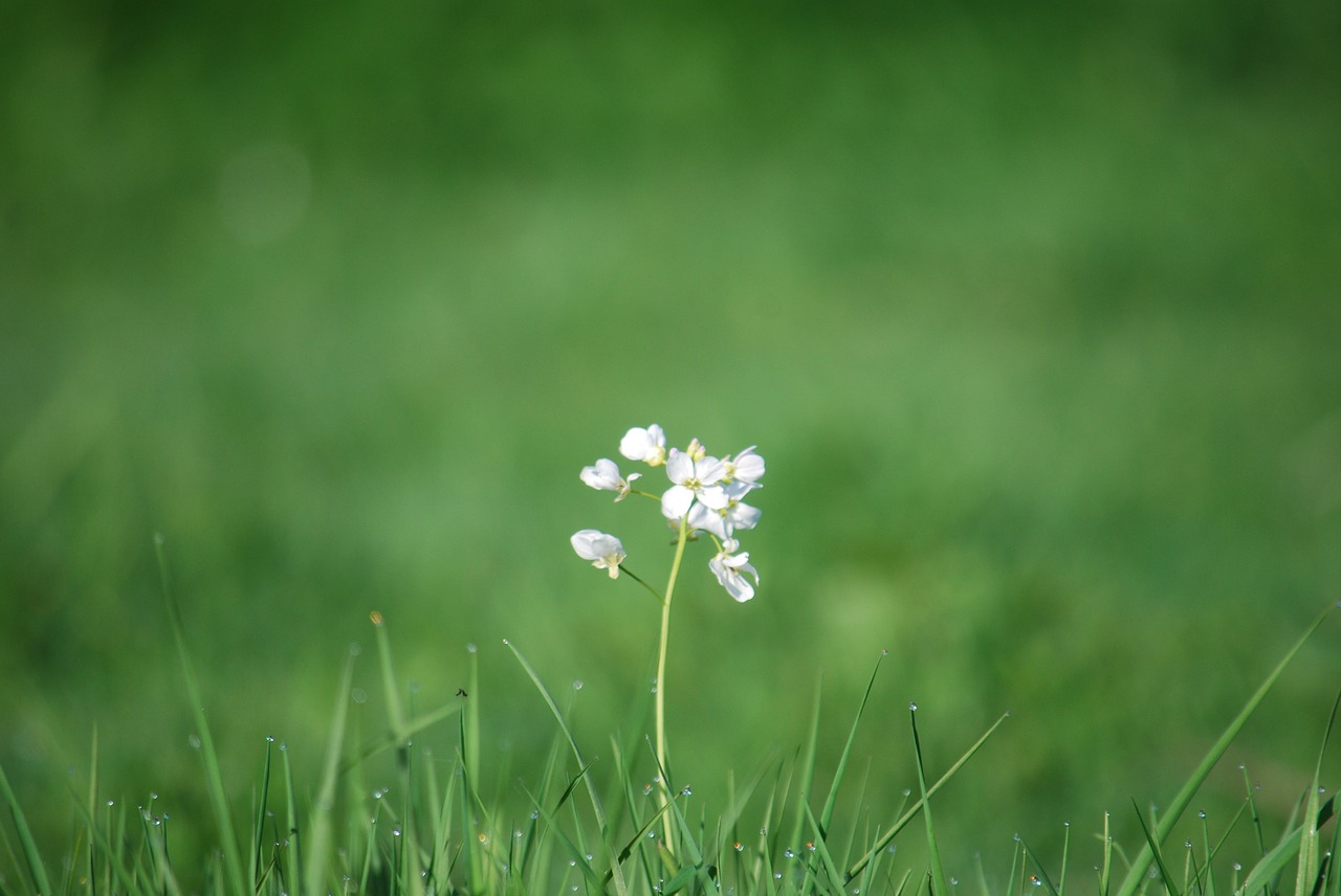 Image - wild flowers grass blur flower