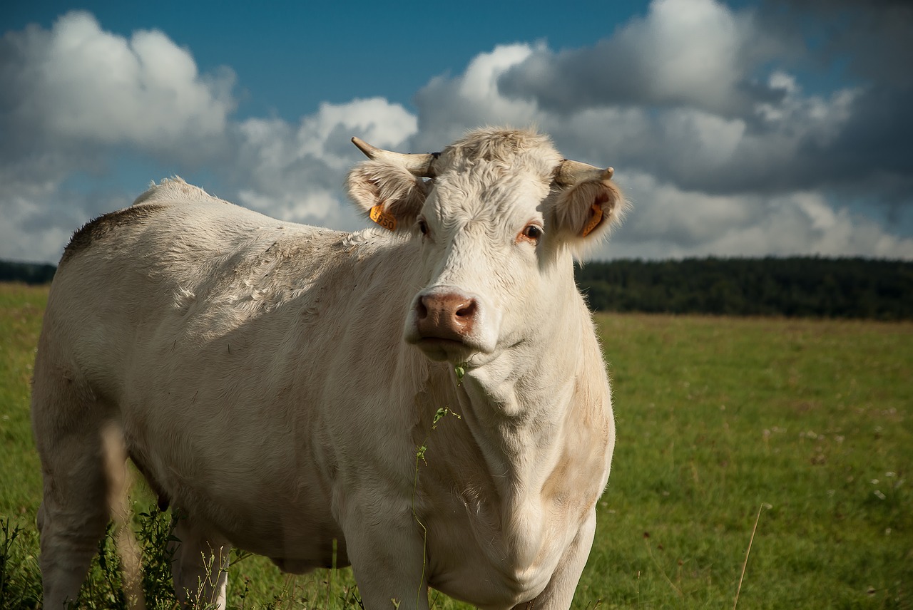 Image - lozère cow pasture cattle ruminant
