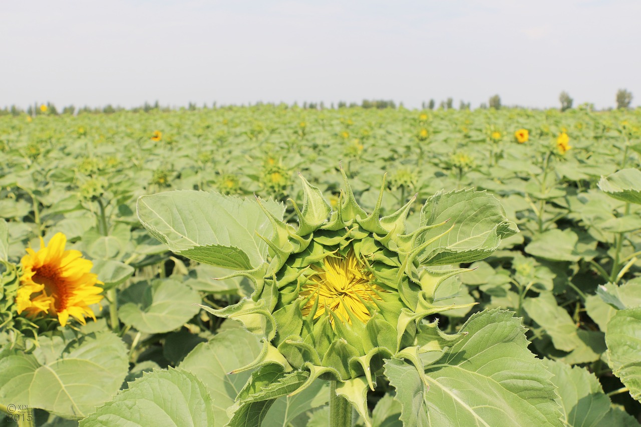 Image - sunflower ground sky