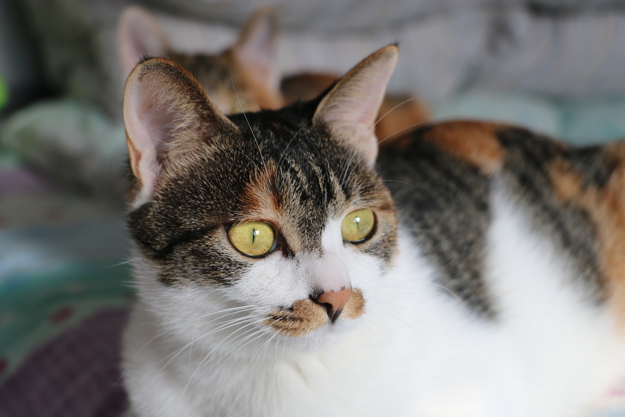 Image - cat tabby cat bed