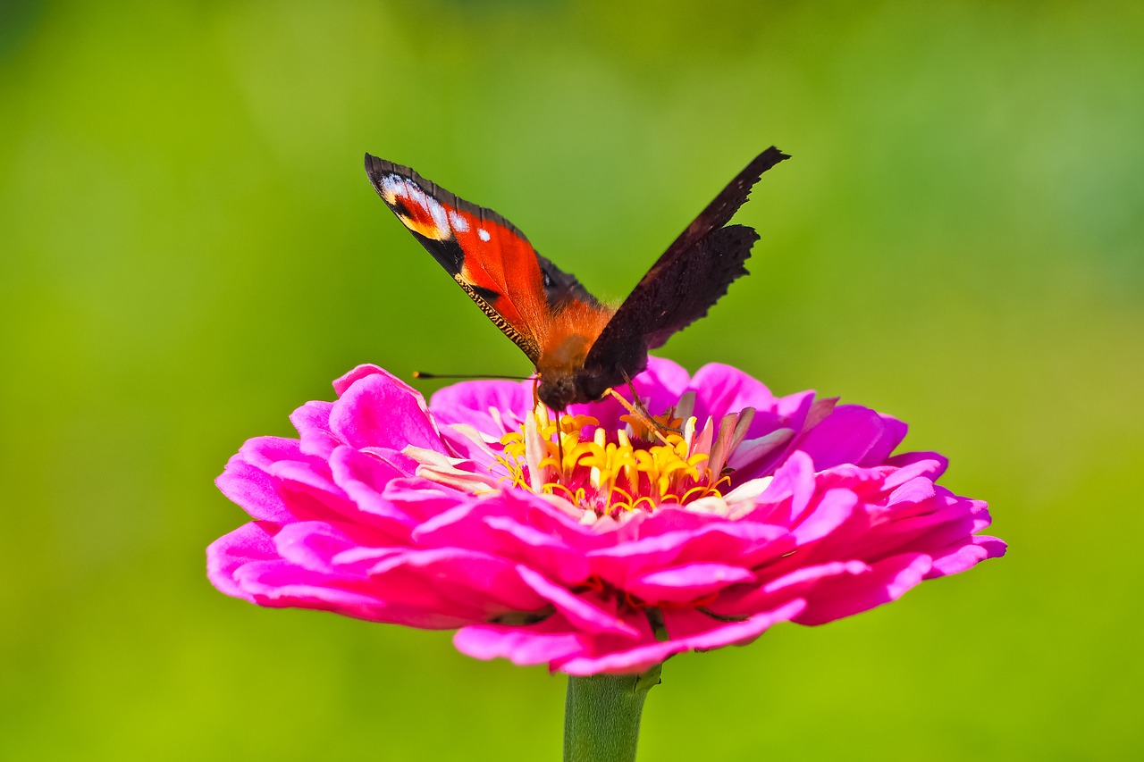 Image - flower butterfly blossom bloom