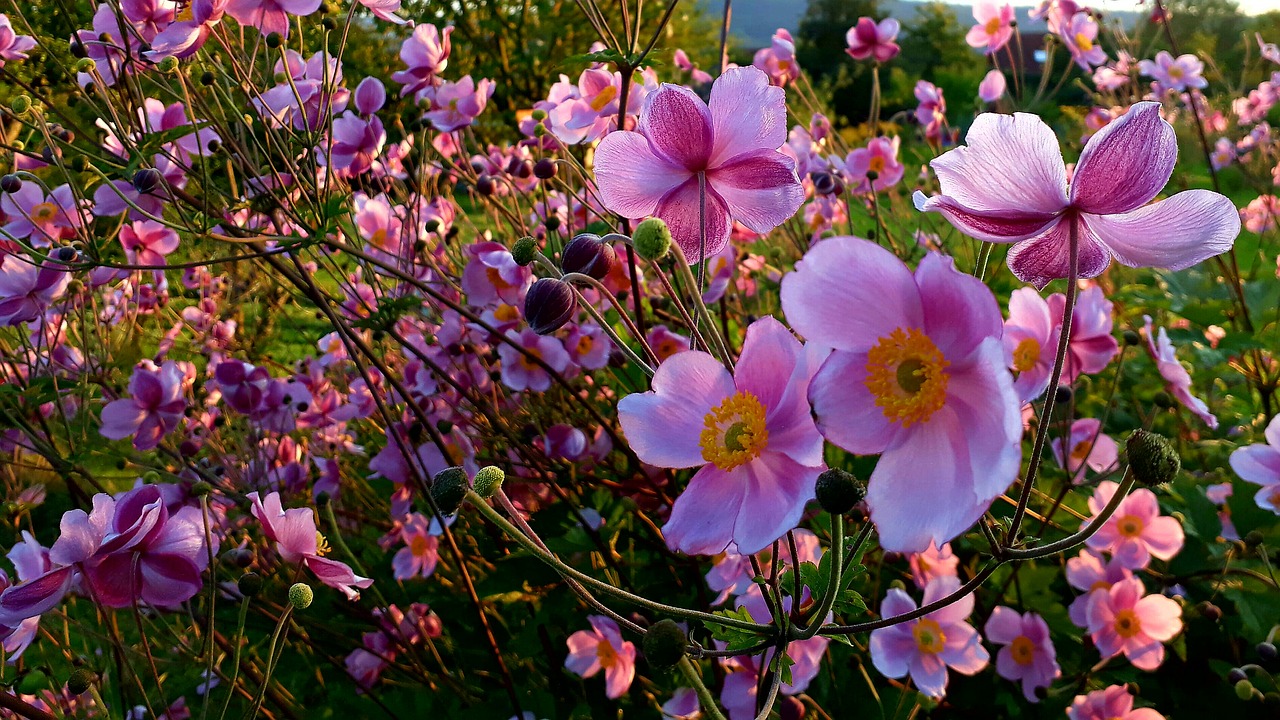 Image - fall anemone blossom bloom pink