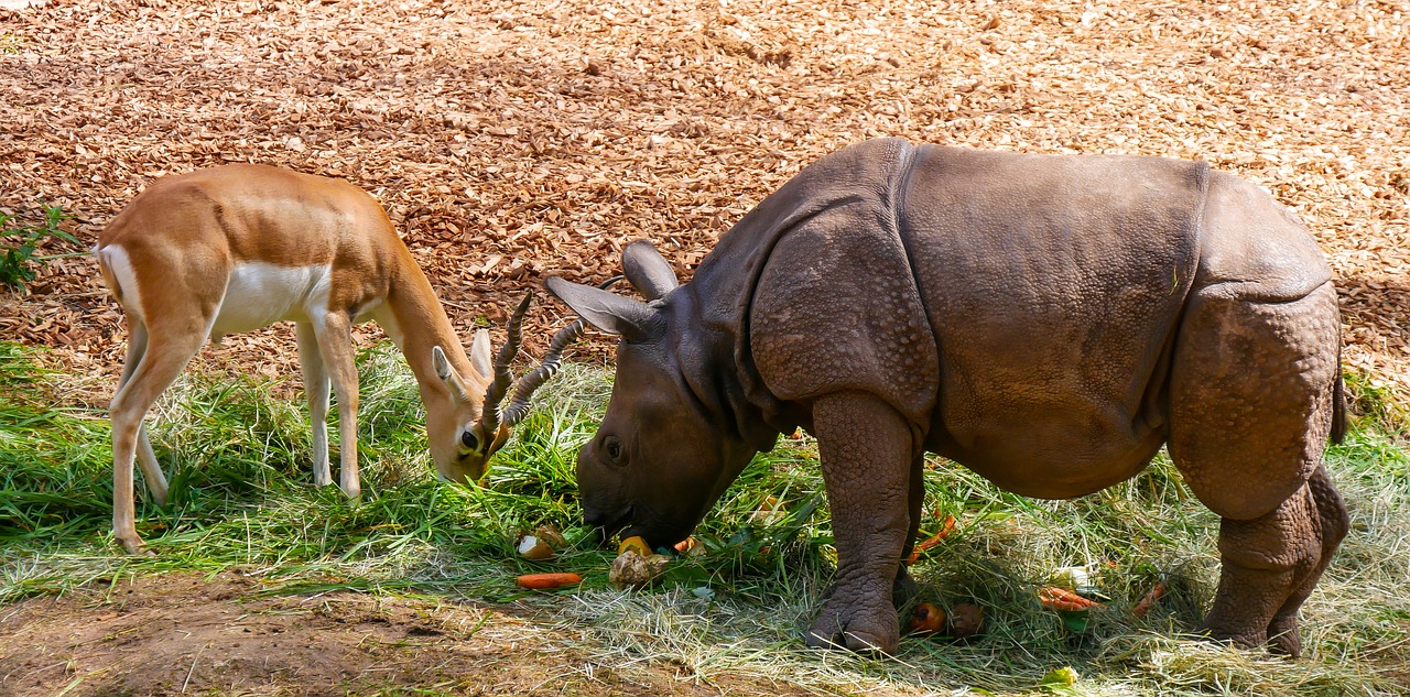 Image - nature animals rhino young rhino